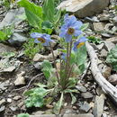 Image of Meconopsis impedita Prain