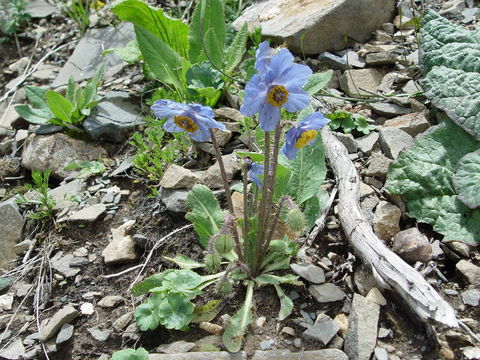 Image of Meconopsis impedita Prain