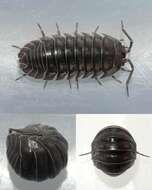 Image of Isopod