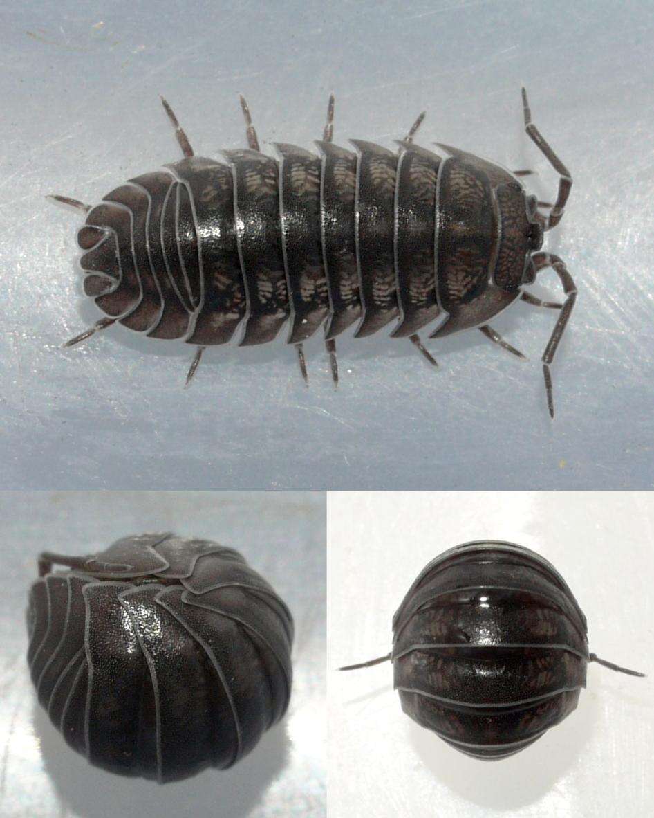 Image of Isopod