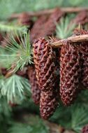 Image of Sikkim Larch