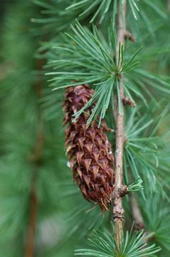 Image of Sikkim Larch