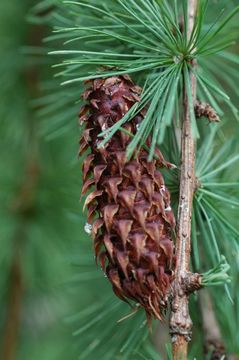 Image of Sikkim Larch