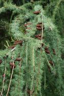 Image of Sikkim Larch