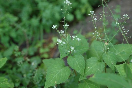 Image of Circaea alpina subsp. imaicola (Aschers. & Magnus) Kitam.