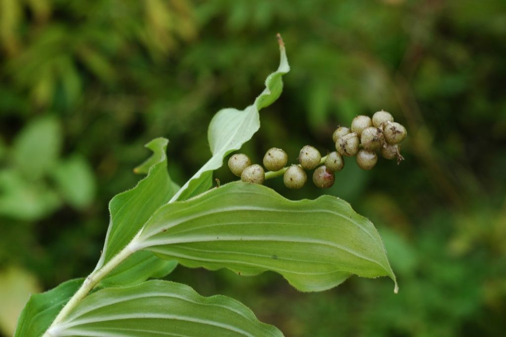 Image of Maianthemum purpureum (Wall.) La Frankie