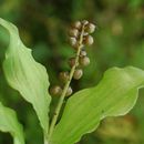 Sivun Maianthemum purpureum (Wall.) La Frankie kuva