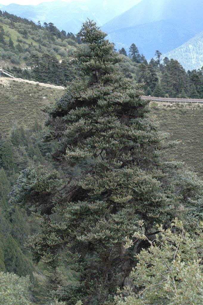 Image of Forrest's Fir