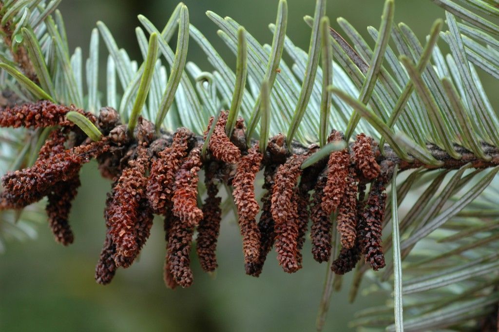 Image of East Himalayan fir