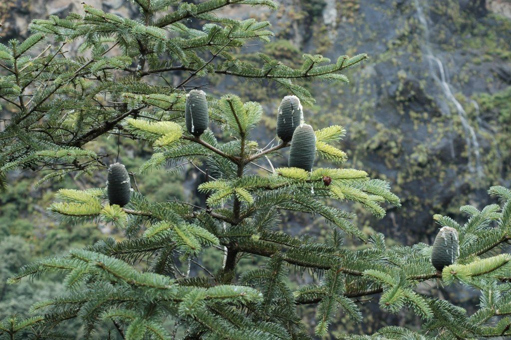 Image of East Himalayan fir