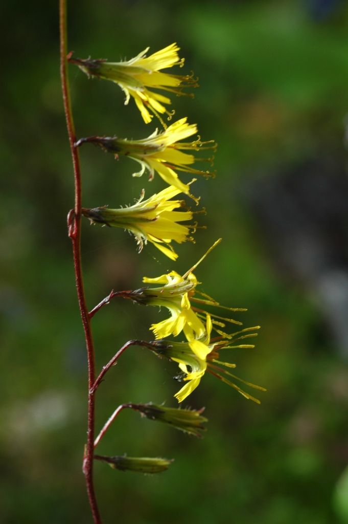 Image of Youngia racemifera (Hook. fil.) Babc. & Stebbins