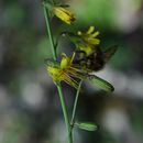 Plancia ëd Youngia racemifera (Hook. fil.) Babc. & Stebbins