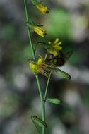 Sivun Youngia racemifera (Hook. fil.) Babc. & Stebbins kuva