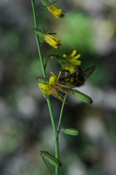 صورة Youngia racemifera (Hook. fil.) Babc. & Stebbins