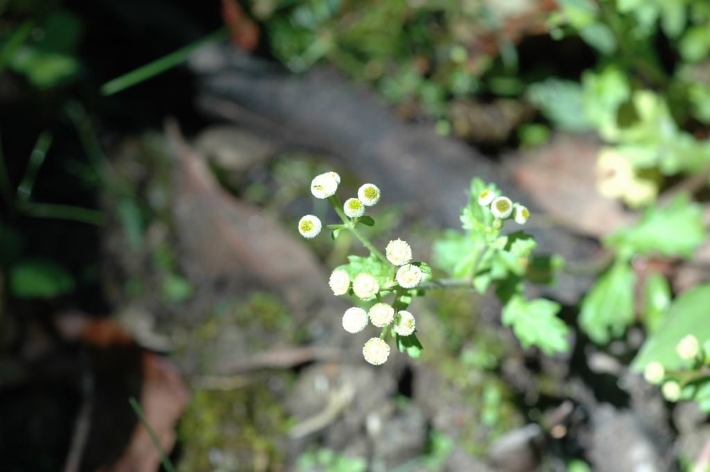 Image of Dichrocephala integrifolia (L. fil.) O. Kuntze