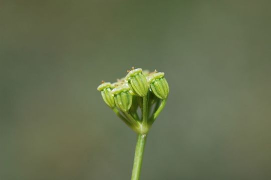 Image of Pimpinella tibetanica H. Wolff