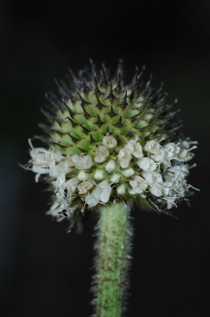 Image of Dipsacus inermis Wall.