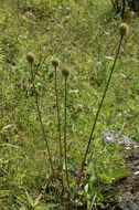 Image of Dipsacus inermis Wall.