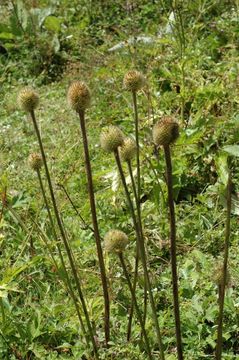 Image de Dipsacus inermis Wall.