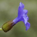 Image of Cyananthus lobatus Wall. ex Benth.