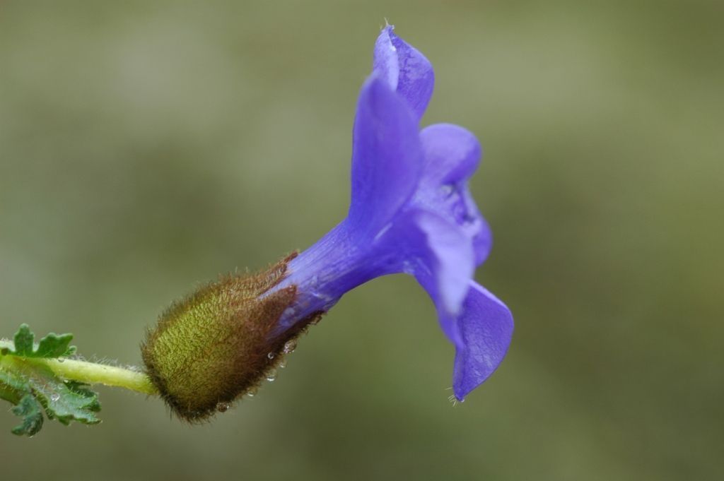 Image of Cyananthus lobatus Wall. ex Benth.