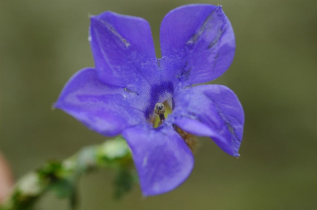 Image of Cyananthus lobatus Wall. ex Benth.