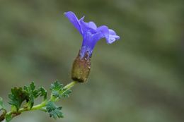 Image of Cyananthus lobatus Wall. ex Benth.