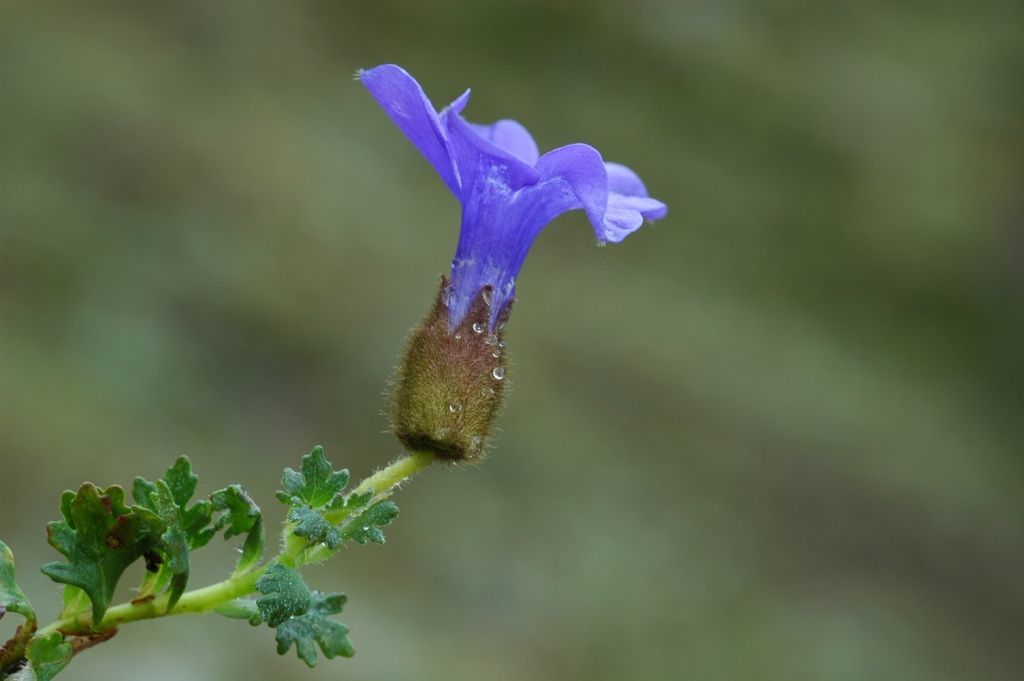 Image of Cyananthus lobatus Wall. ex Benth.