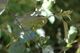 Plancia ëd Alnus nepalensis D. Don