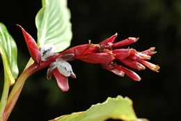 صورة Cautleya spicata (Sm.) Baker