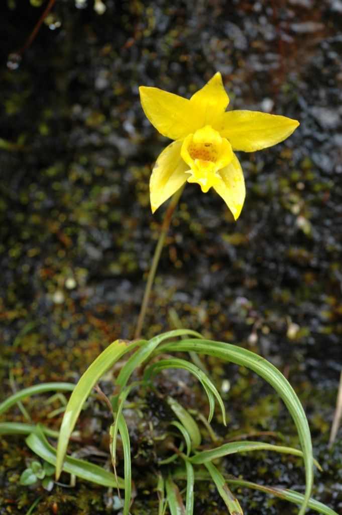 Image of Spathoglottis ixioides (D. Don) Lindl.