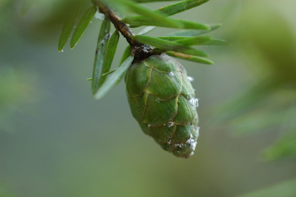 Sivun Tsuga dumosa (D. Don) Eichler kuva