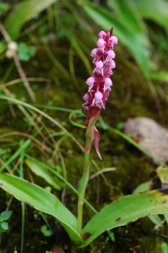 Imagem de Satyrium nepalense var. ciliatum (Lindl.) Hook. fil.