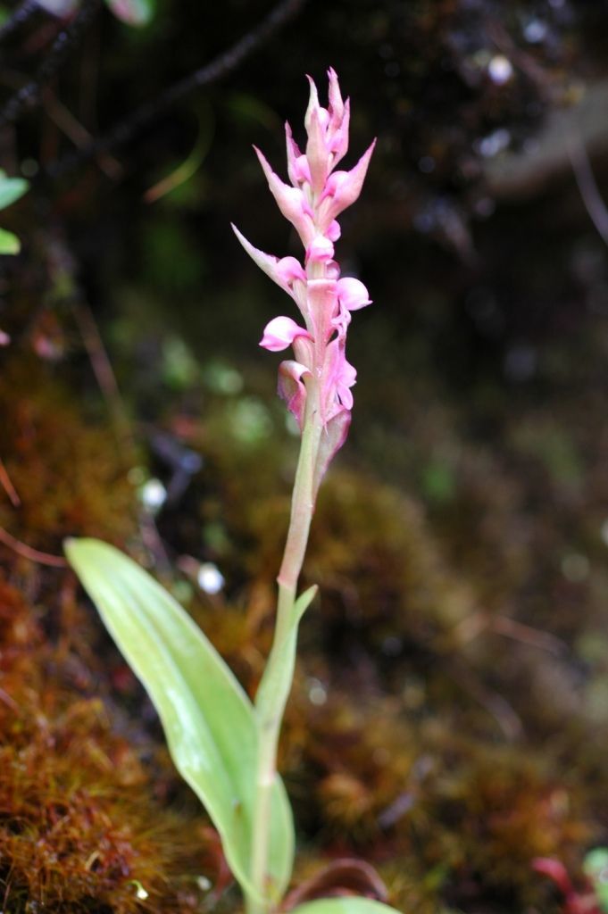 Imagem de Satyrium nepalense var. ciliatum (Lindl.) Hook. fil.