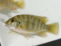 Image of Redbreast tilapia