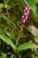 Imagem de Satyrium nepalense var. ciliatum (Lindl.) Hook. fil.