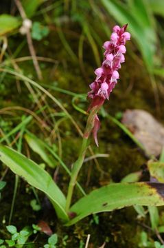 Image of Satyrium nepalense var. ciliatum (Lindl.) Hook. fil.