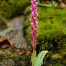 Image of Satyrium nepalense var. ciliatum (Lindl.) Hook. fil.