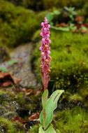 Image of Satyrium nepalense var. ciliatum (Lindl.) Hook. fil.