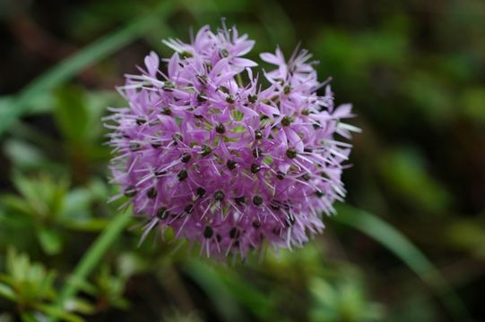 Image of Allium wallichii Kunth