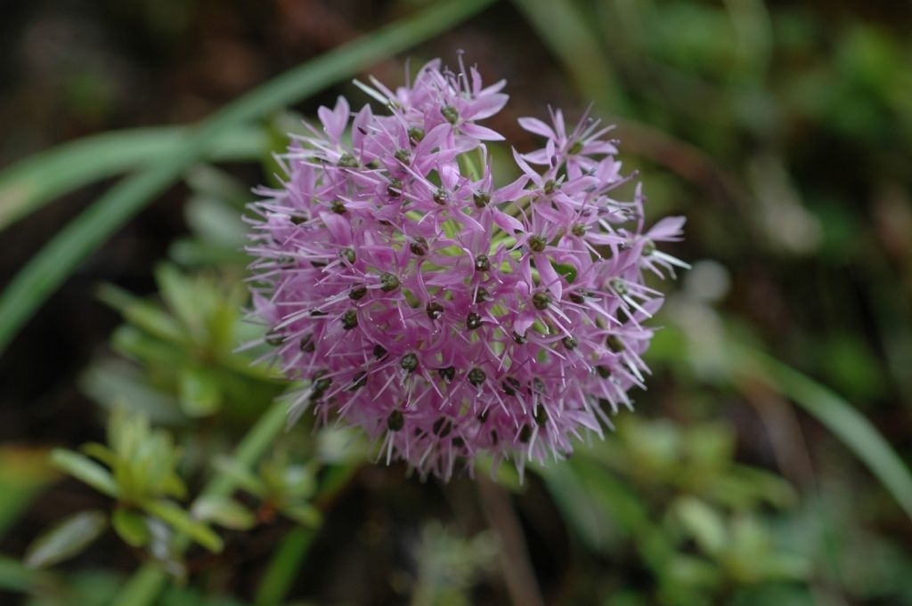 Image of Himalaya onion