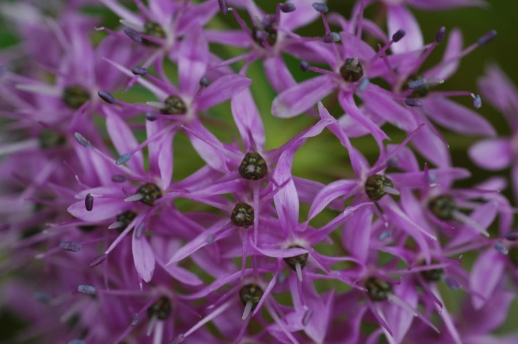 Image of Himalaya onion