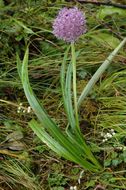 Image of Himalaya onion