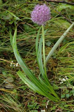 Image of Allium wallichii Kunth