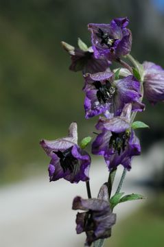 Delphinium vestitum Wall.的圖片