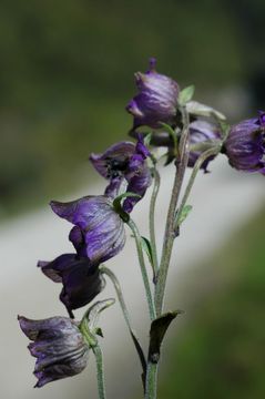 Image of Delphinium vestitum Wall.