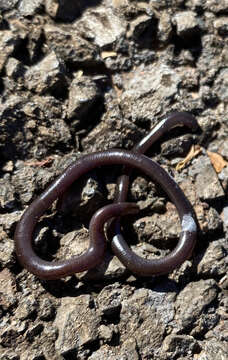 Image of Indotyphlops Hedges, Marion, Lipp, Marin & Vidal 2014