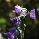 Image of Delphinium vestitum Wall.