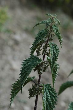 Image of Urtica hyperborea Jacq. ex Wedd.