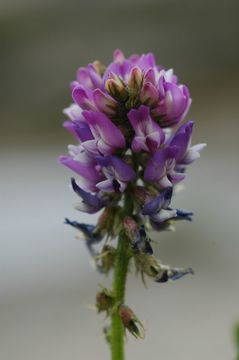 Image of Oxytropis glacialis Benth.